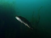 Hecht hecht-4_2025-09-19.jpg