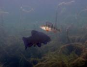 Schlei trifft Flussbarsch schleie-barsch_2025-09-19.jpg