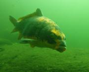 Karpfen karpfen-1.jpg