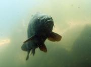 in allen karpfen-2.jpg