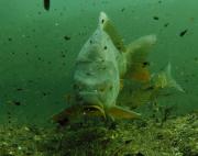 Varianten karpfen-3.jpg