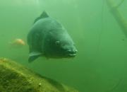 immer beeindruckend karpfen-6.jpg