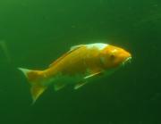 leider oft mit "Dunstkreis" koi.jpg