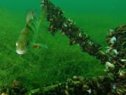 Flussbarsch flussbarsch-2.jpg