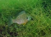 Sonnenbarsch sonnenbarsch-2.jpg